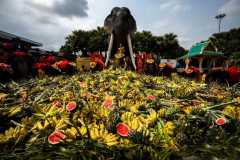 Puluhan gajah berpesta makan buah di Thailand